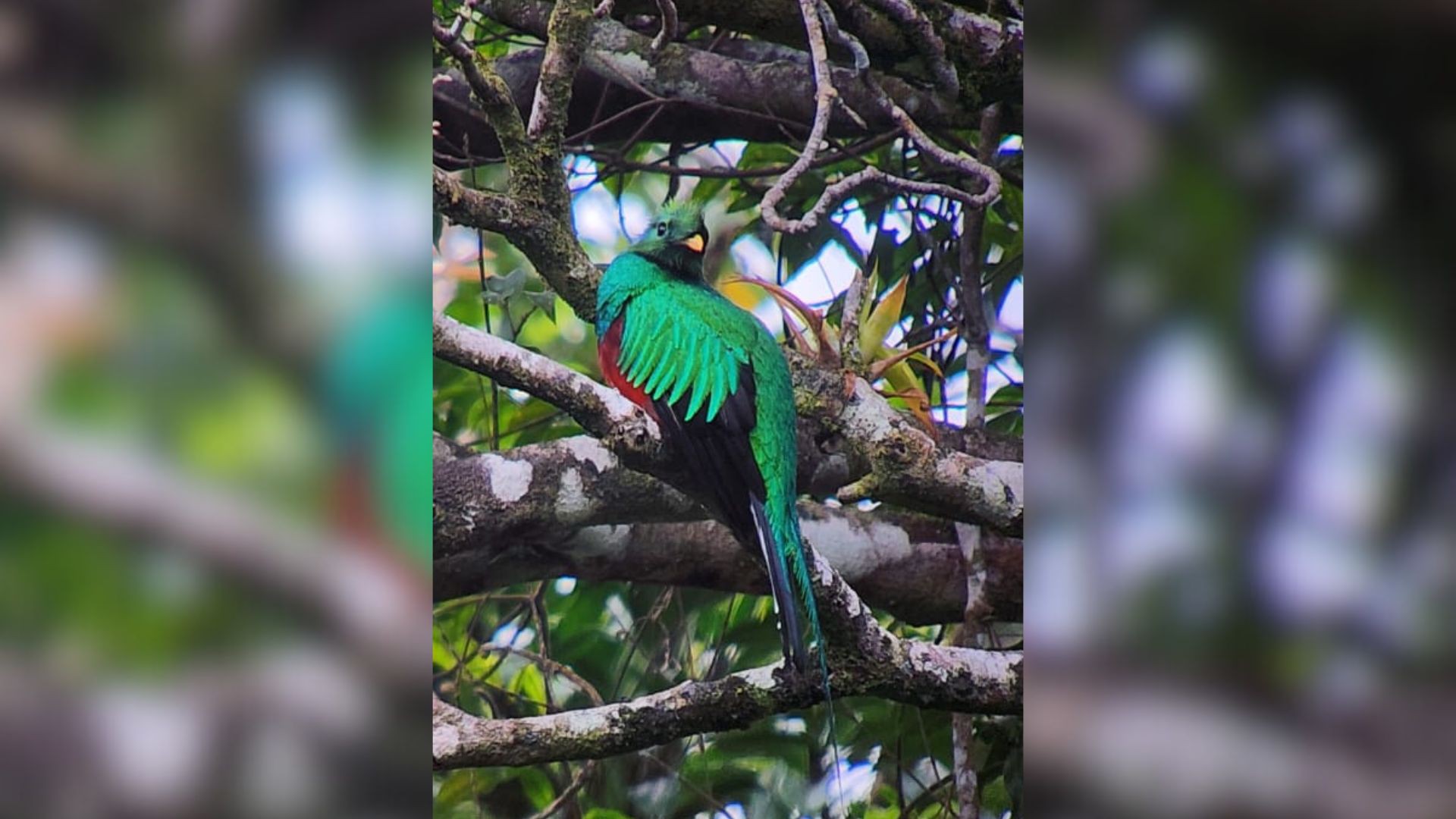 Avistamiento de aves