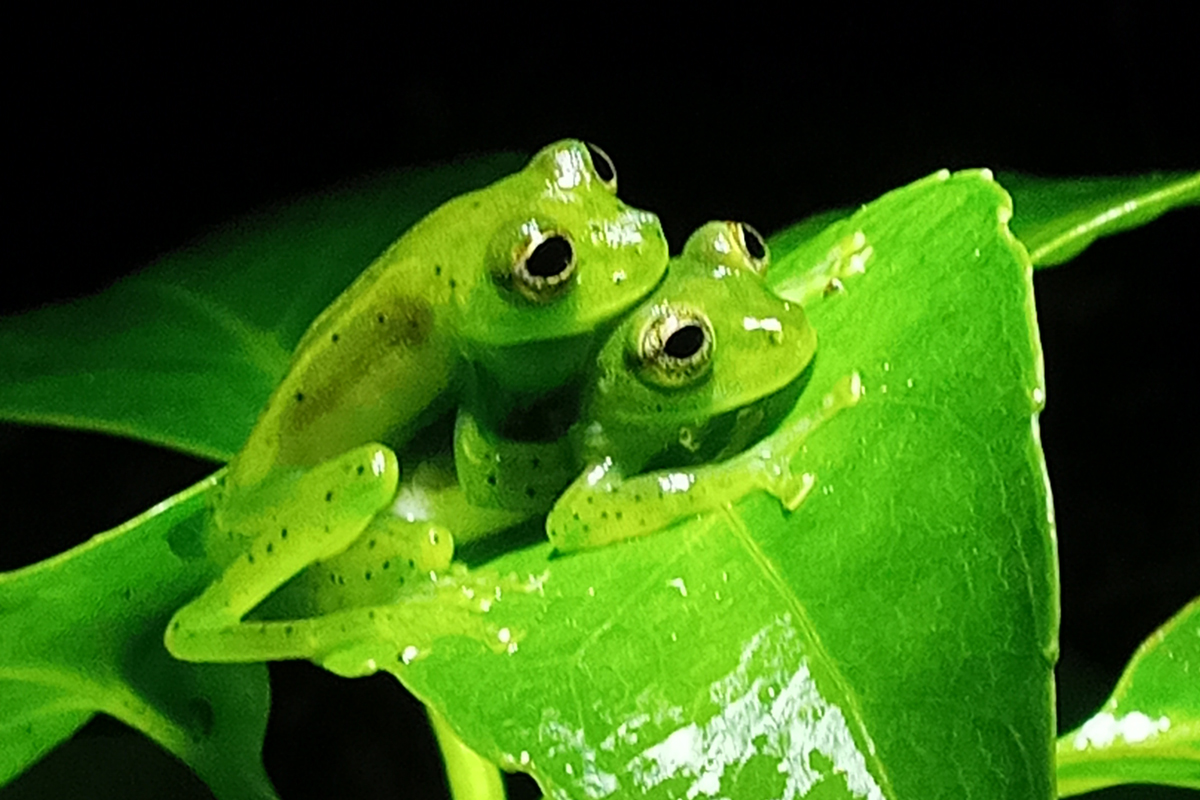 Green couple Frog- Night Tour Ficus Trails Monteverde