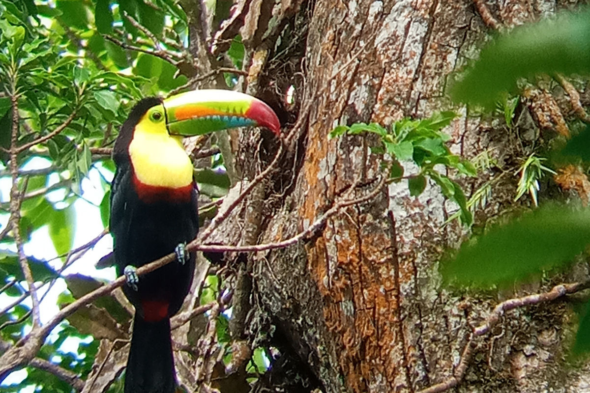Tucan- Bird Tour Ficus Trails Monteverde