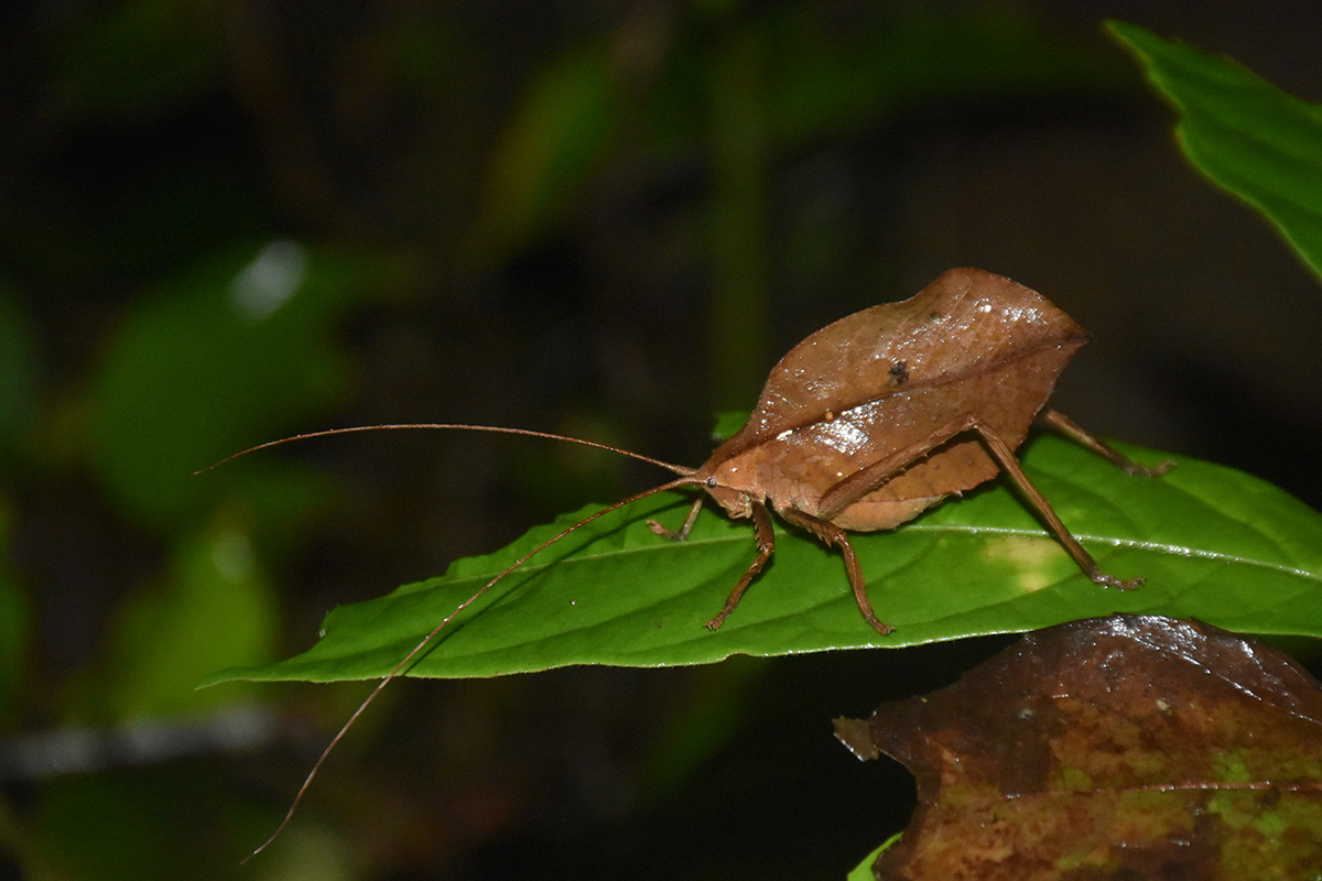 bug - Night Tour Ficus Trails Monteverde