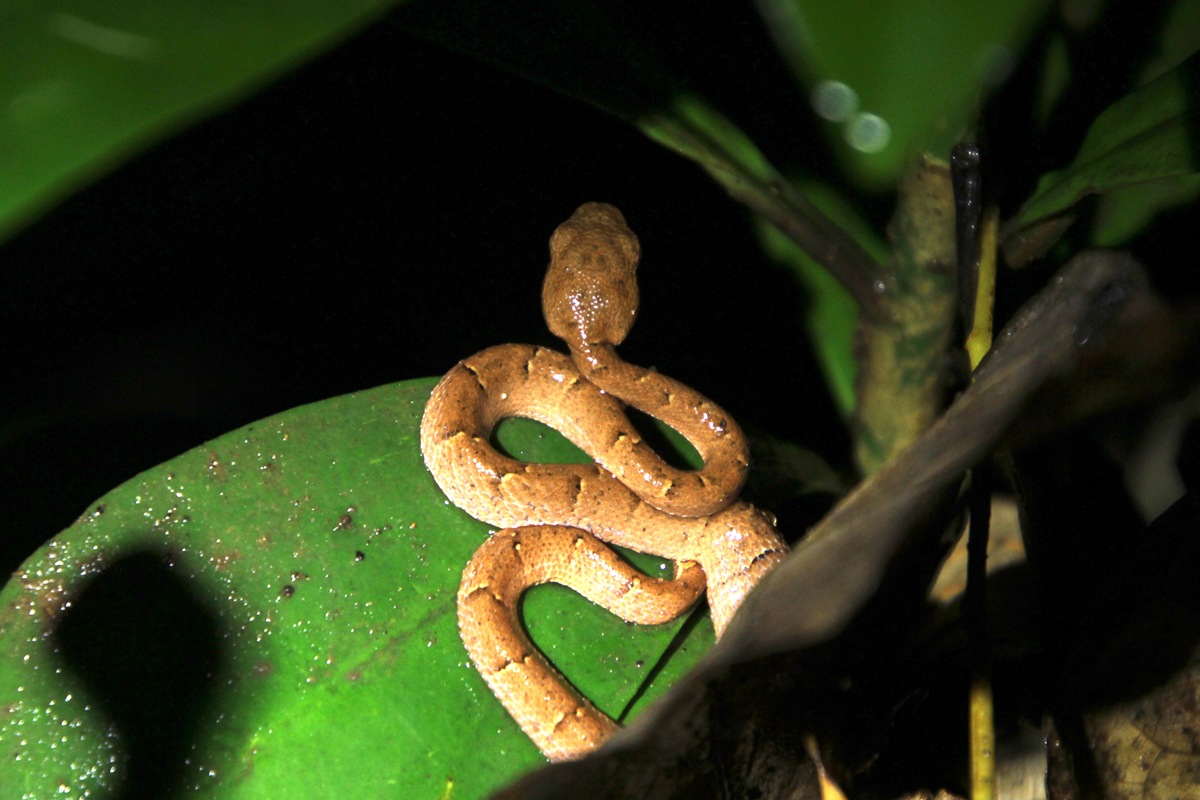 snake - Night Tour Ficus Trails Monteverde