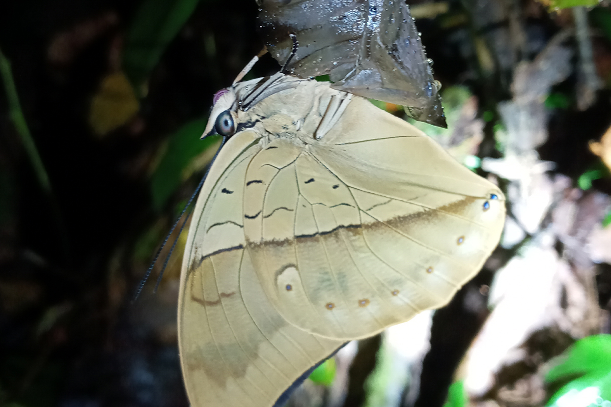 butterfly- Night Tour Ficus Trails Monteverde