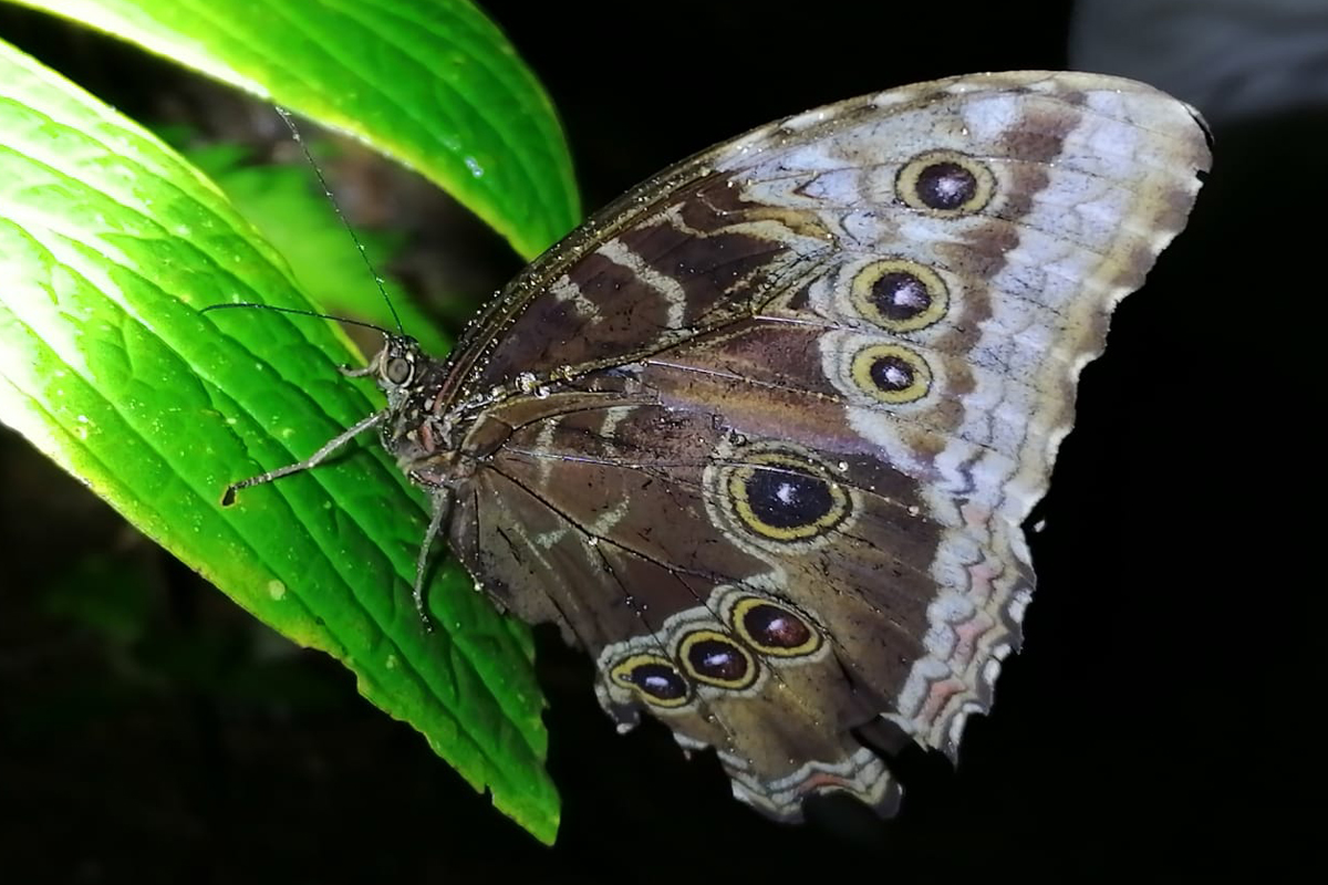 butterfly2- Night Tour Ficus Trails Monteverde