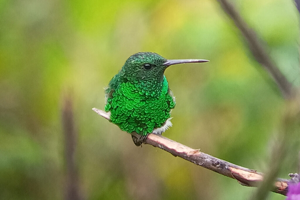 hummingbird- Bird Tour Ficus Trails Monteverde