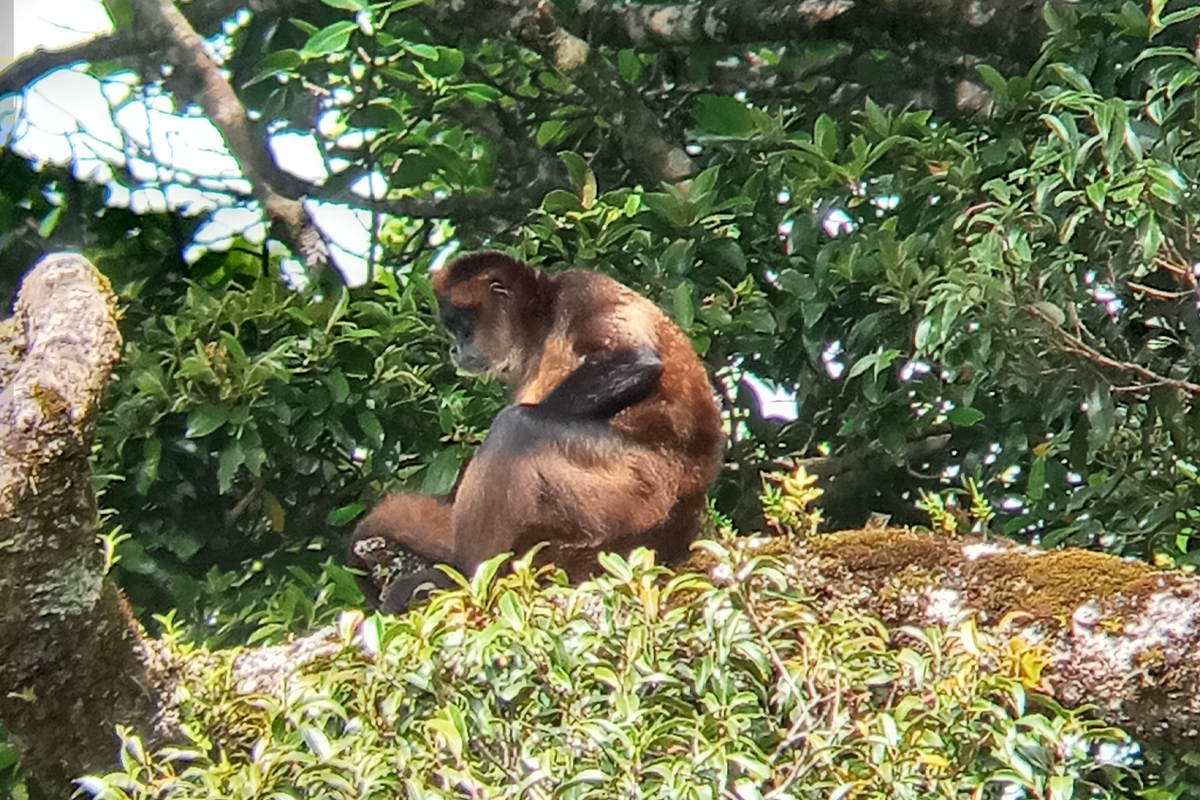 monkey- Night Tour Ficus Trails Monteverde