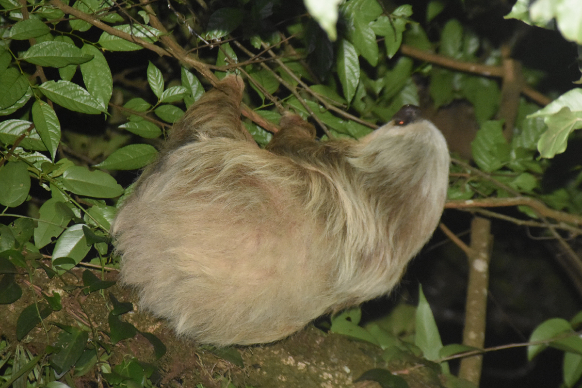 sloth- Night Tour Ficus Trails Monteverde