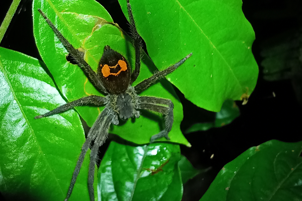 spider- Night Tour Ficus Trails Monteverde