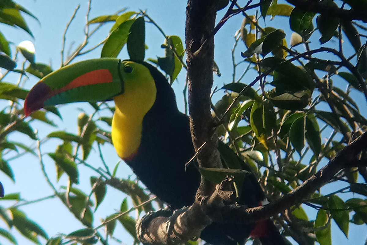 tucan- Bird Tour Ficus Trails Monteverde
